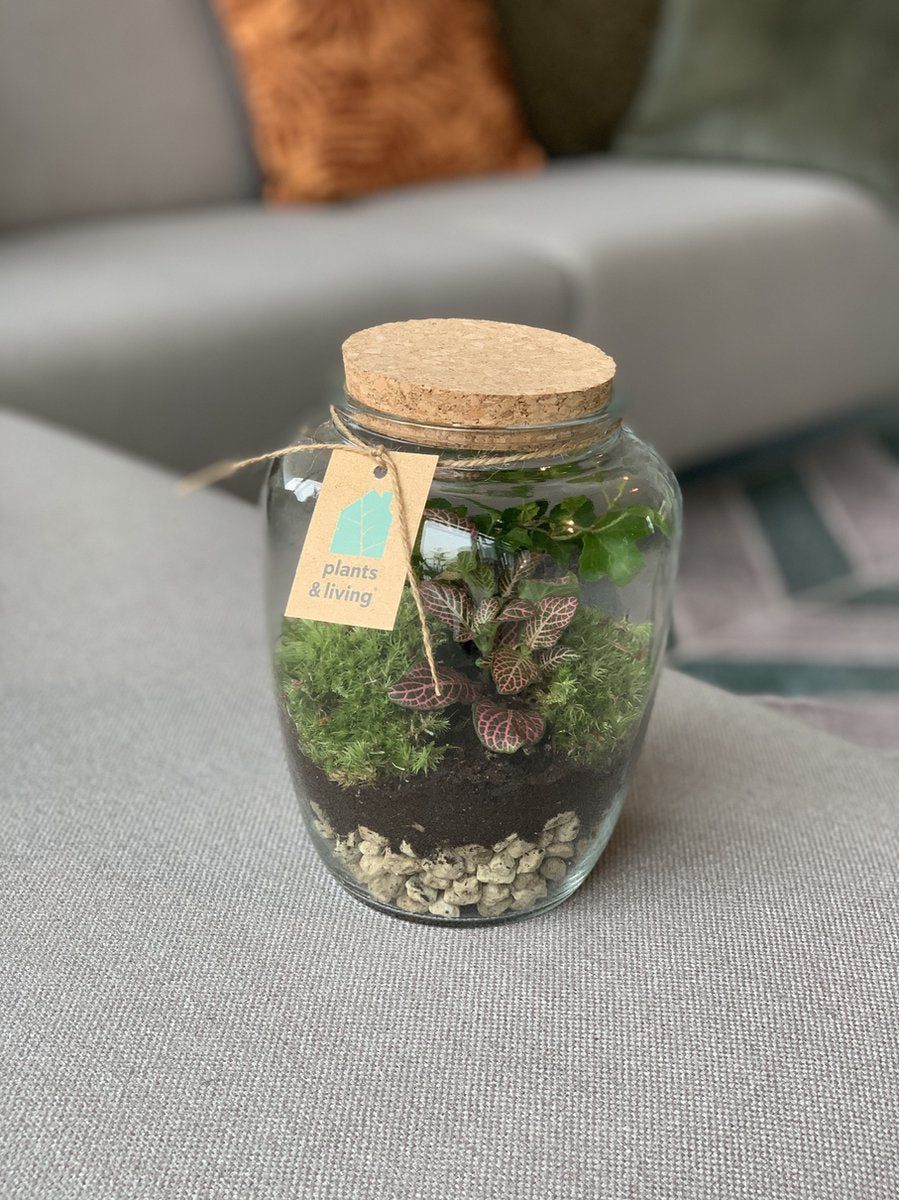  Terrarium Kiki