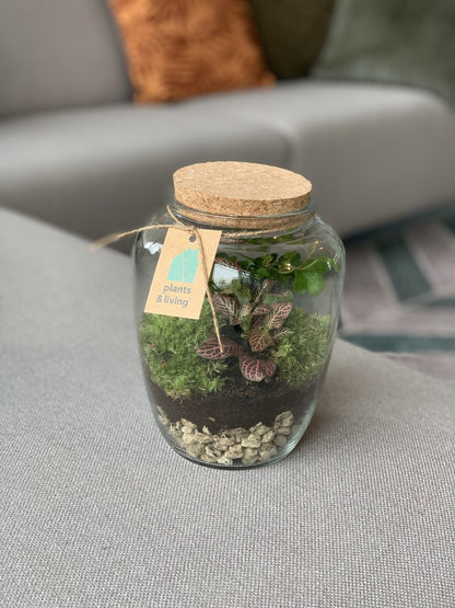  Terrarium Kiki
