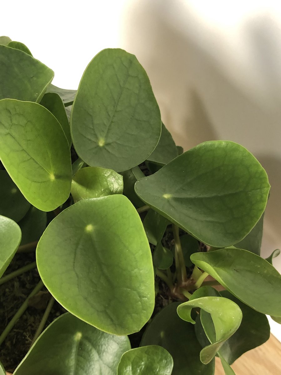 Merkloos Pannenkoekplant - Pilea Peperomioides - P12