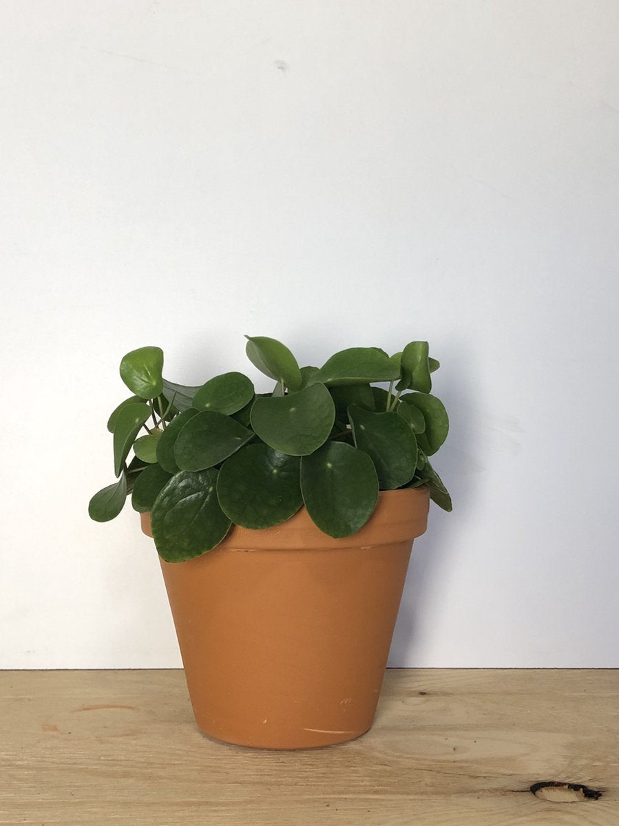 Merkloos Pannenkoekplant - Pilea Peperomioides - P12