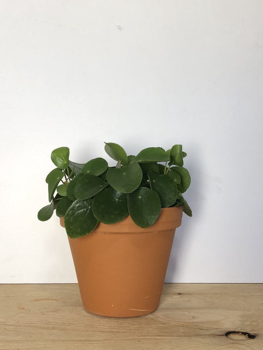 Merkloos Pannenkoekplant - Pilea Peperomioides - P12