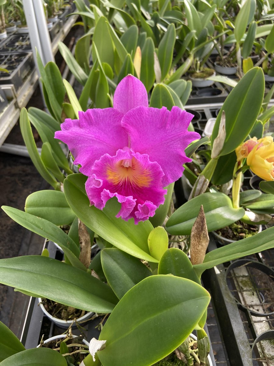  Cattleya Rlc. Pink Empress - Orchidee