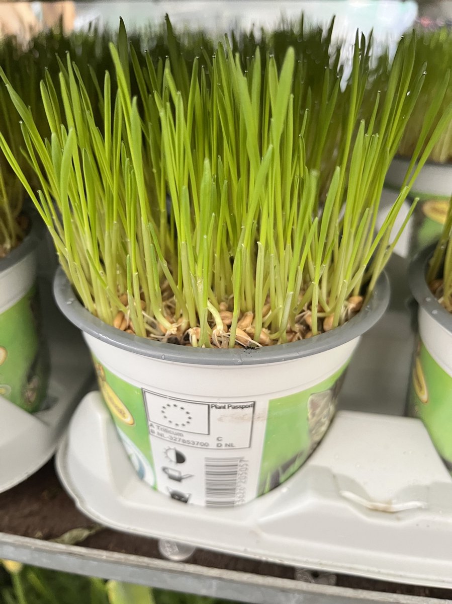  Kattengras - Gerst - Huisdier - Diervriendelijke Kamerplant - Triticum Aestivum - Potmaat Ø12cm - 2 Stuks