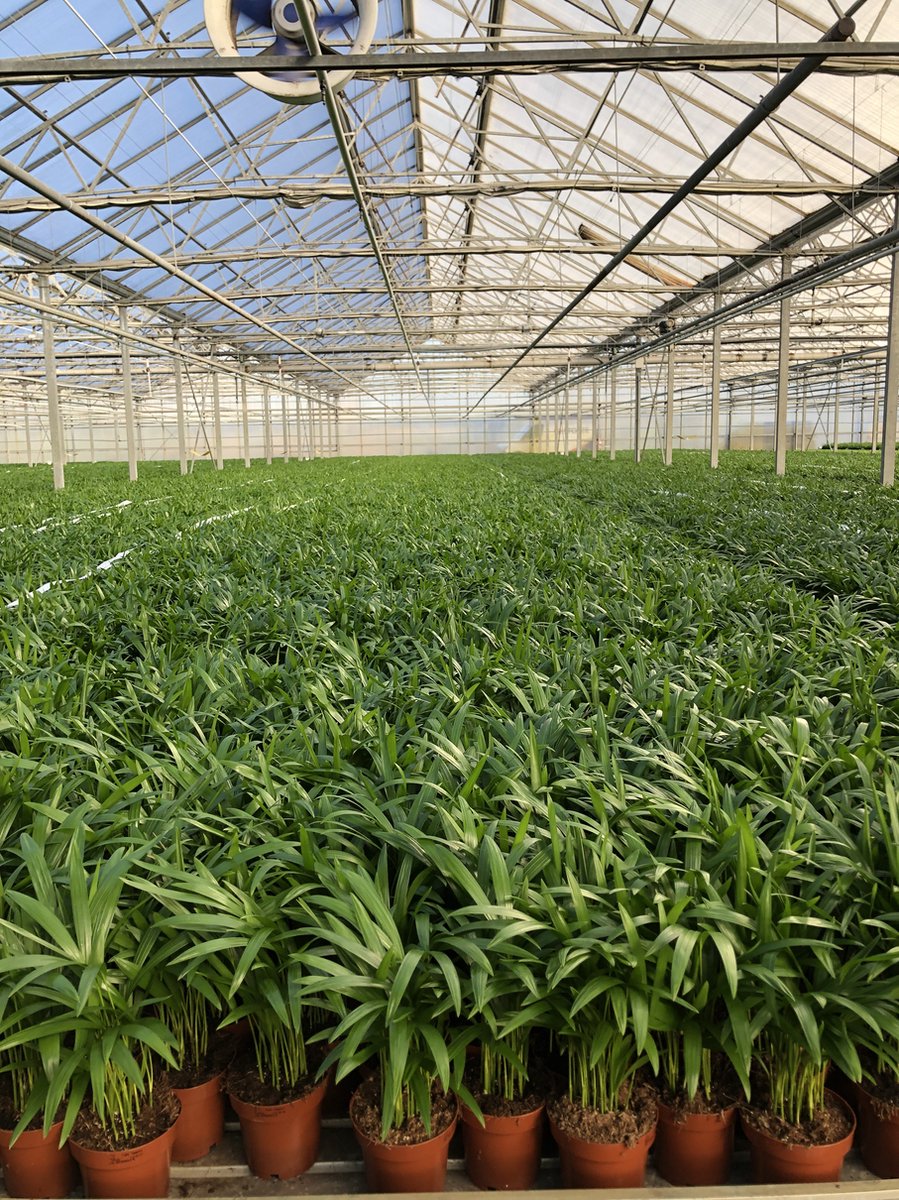  Areca In Siermand Amber Wit – Luchtzuiverende Kamerplant – Eenvoudig Te Onderhouden Goudpalm - ↕35-50cm - Ø13 – Geleverd Met Plantenpot – Vers Uit De Kwekerij