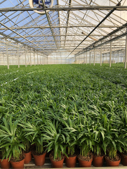  Areca In Siermand Amber Wit – Luchtzuiverende Kamerplant – Eenvoudig Te Onderhouden Goudpalm - ↕35-50cm - Ø13 – Geleverd Met Plantenpot – Vers Uit De Kwekerij