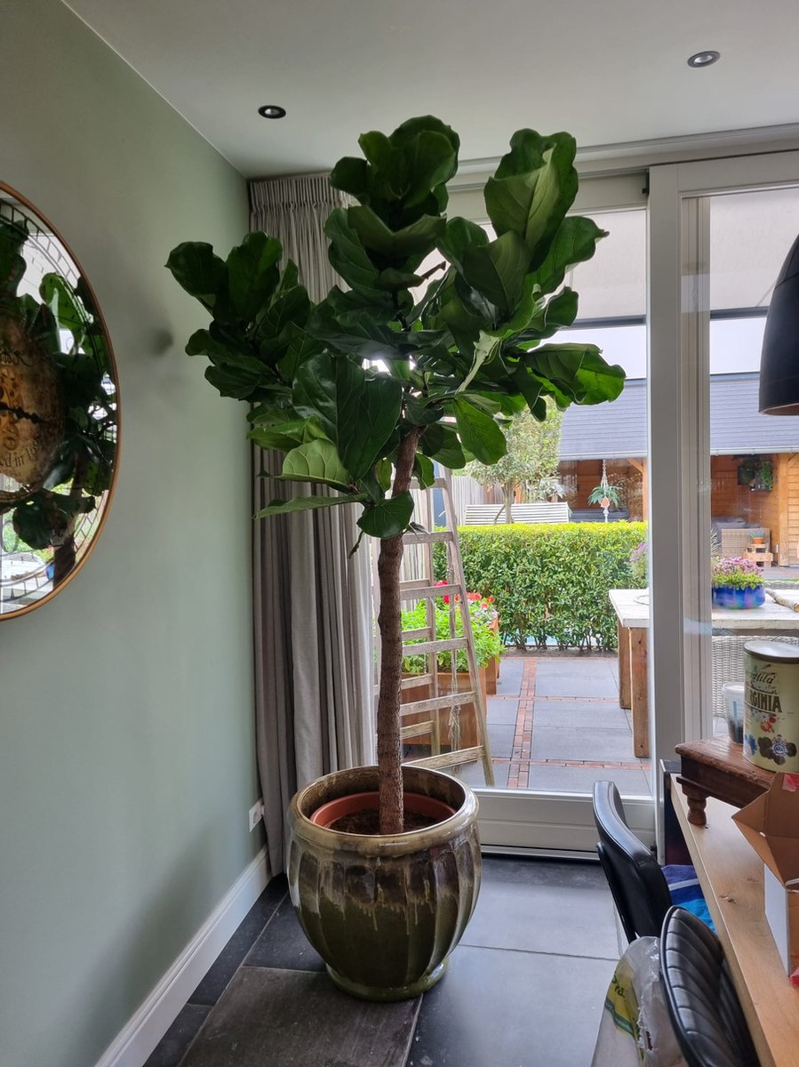  Ficus Lyrata Op Stam Van Wel 160 Cm. Tabaksplant Of Vioolbladplant , Gratis Thuisbezorgd.