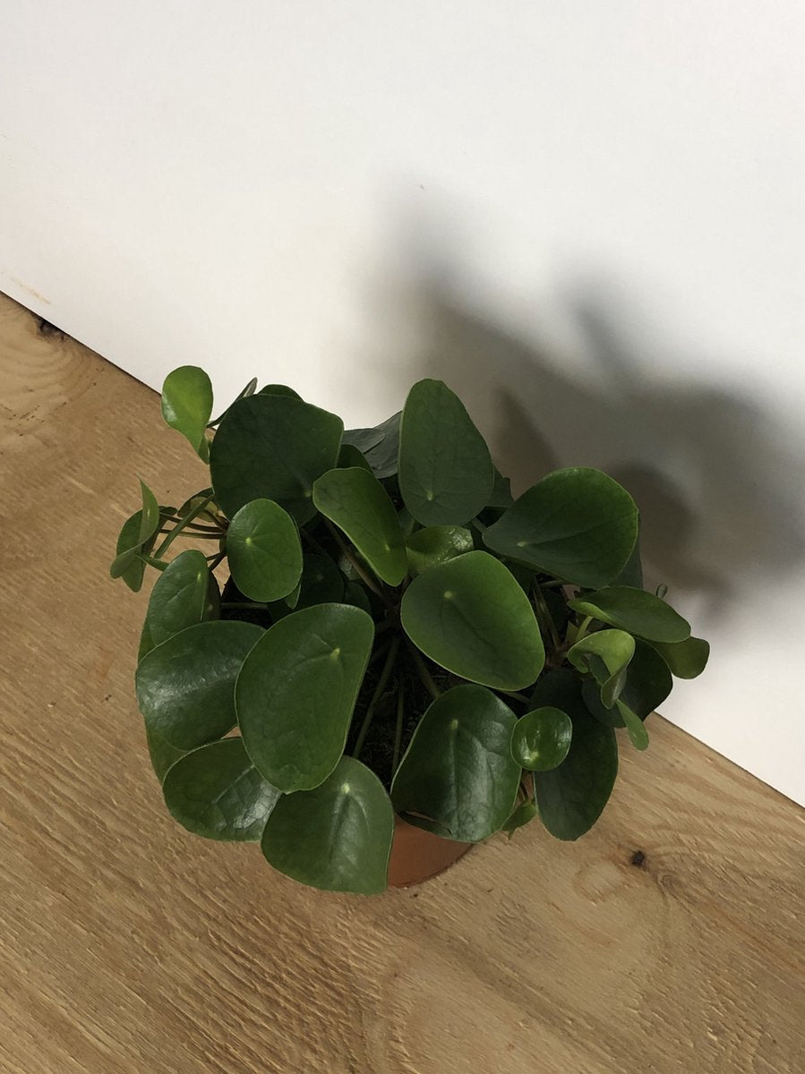 Merkloos Pannenkoekplant - Pilea Peperomioides - P12