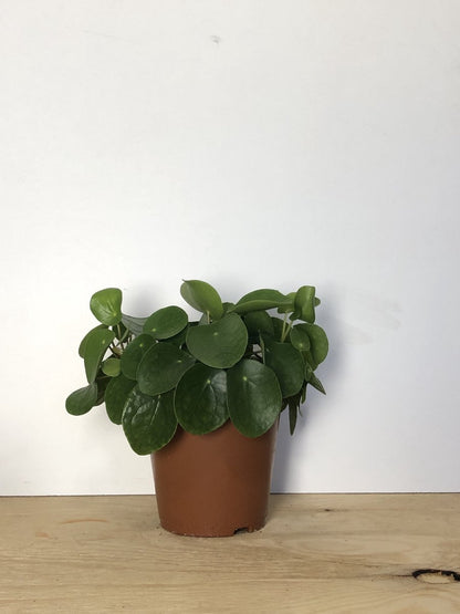 Merkloos Pannenkoekplant - Pilea Peperomioides - P12