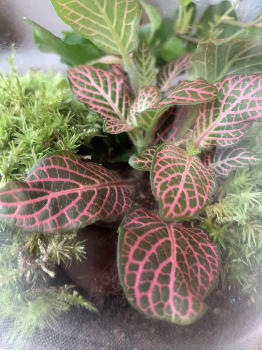  Terrarium Kiki
