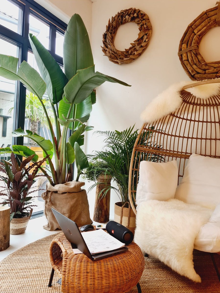  Strelitzia Augusta 180 Cm Hoog ...de Populairste Plant Van Dit Moment. Gratis Persoonlijke Bezorging Om Beschadiging Te Voorkomen En Met Verzorgingsinstructies. Bezorging