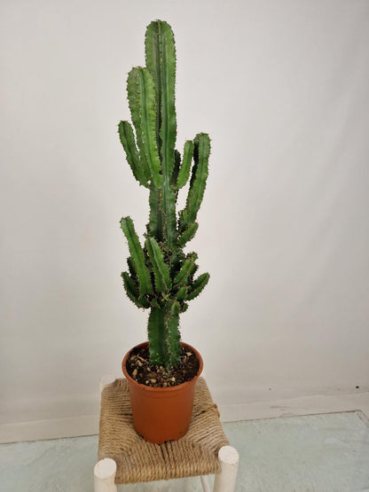 Merkloos Euphorbia Erytrea - Cowboy Cactus - Potmaat 19 Cm - Planthoogte 75 Cm Plants By Suus