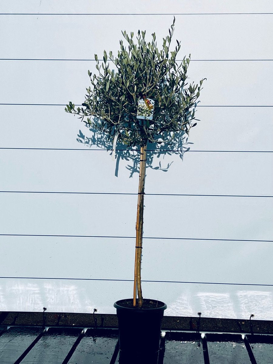  Sunnytree - Olijfboom Op Stam - Boom - Winterhard - Groenblijvend - Bol Op Stam - 160cm Hoog