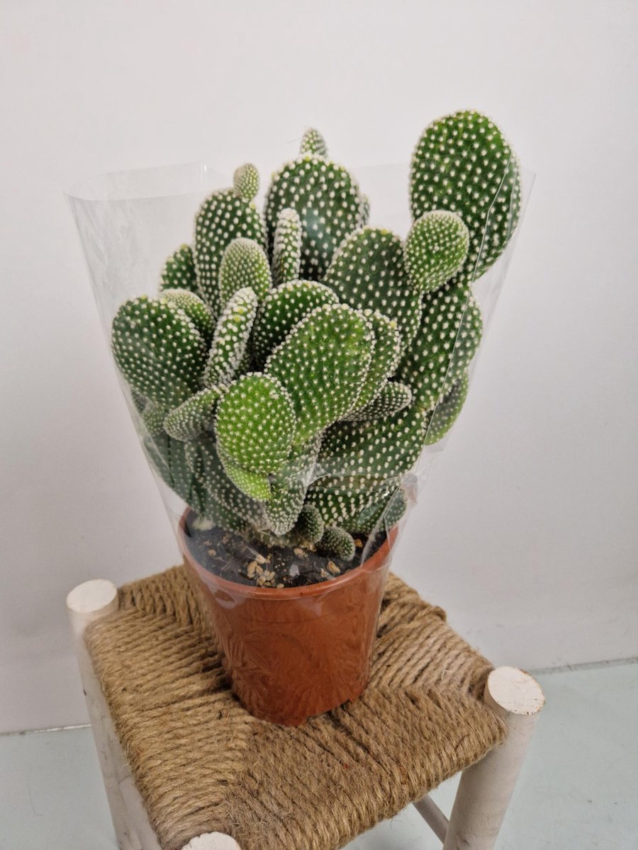 Merkloos Opuntia Microdasys Wit 'Alba' - Konijnenoor Cactus - Potmaat 17 Cm - Planthoogte 35 Cm - Plants By Suus