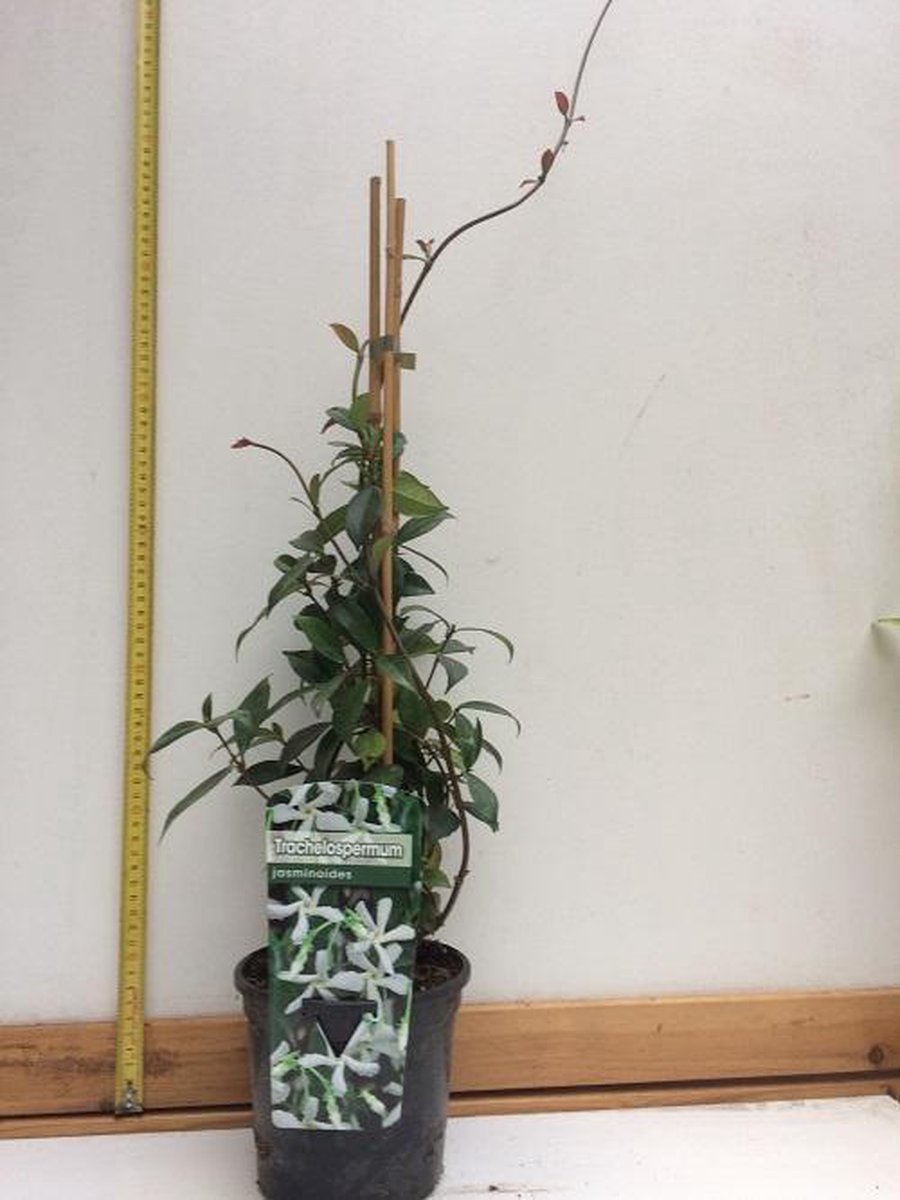  Witte Toscaanse Jasmijn (Sterjasmijn) - Klimplant | Wit - Groenblijvend / Wintergroen En Winterhard - ClematisOnline | 1,5 Liter Pot - Deze Jasmijn Plant Kan Gecombineerd Worden Met Andere Klimplanten Zoals Clematis Of Rozen In Bijv. Een Klimrek