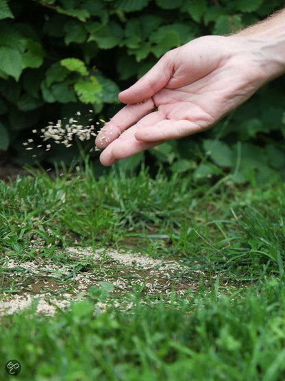  ECOstyle Graszaad Herstel Snelkiemend Gazon Gras – Herstelt Kale Plekken – Vogelwerende Coating – Geschikt Voor Zon- En Schaduw Gazons - Snelle Kieming – 40 – 60M² – 1 KG