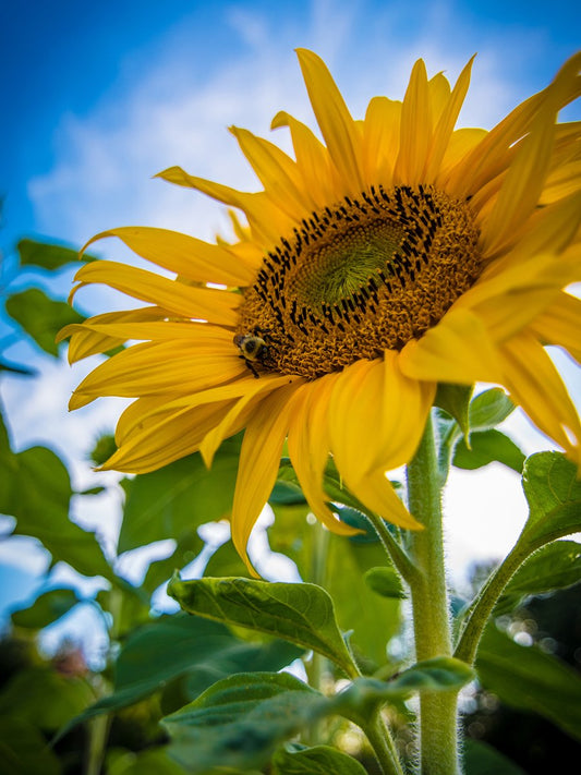  Tuin De Bruijn® Zaden - Reuzenzonnebloem - Zonnebloem Big Wonder