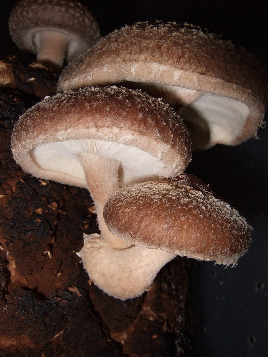  ToshiFarm Broed Voor Shiitake - 50 Gram - Zelf Shiitake Kweken - Broed Voor Shiitake Kweekset - Paddenstoel Sporen