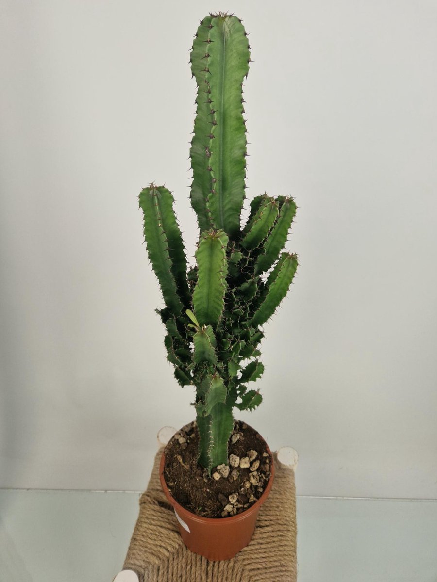 Merkloos Euphorbia Erytrea - Cowboy Cactus - Potmaat 19 Cm - Planthoogte 75 Cm Plants By Suus
