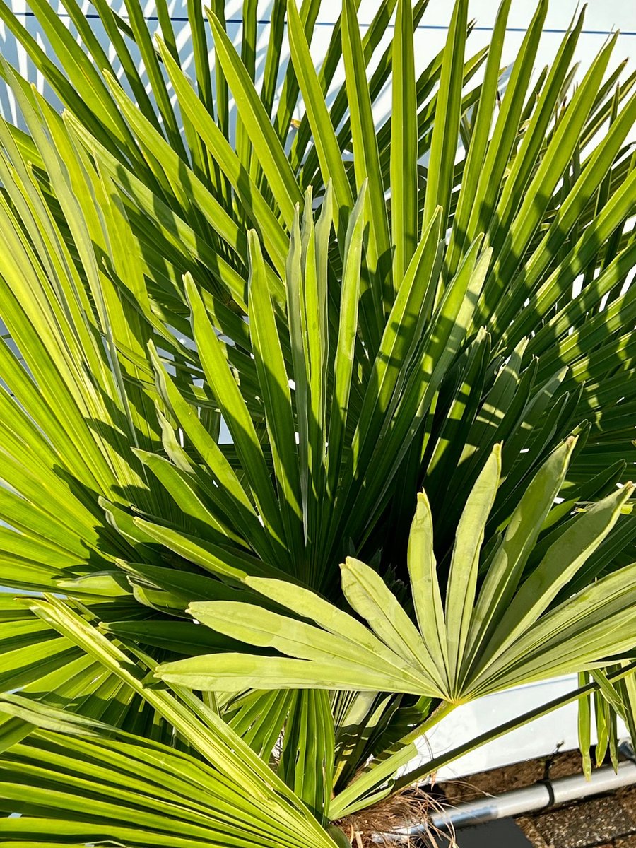  Sunnytree - Palmboom - Trachycarpus Fortunei - Winterharde Palmboom Voor Buiten - Hoogte: 160 Cm