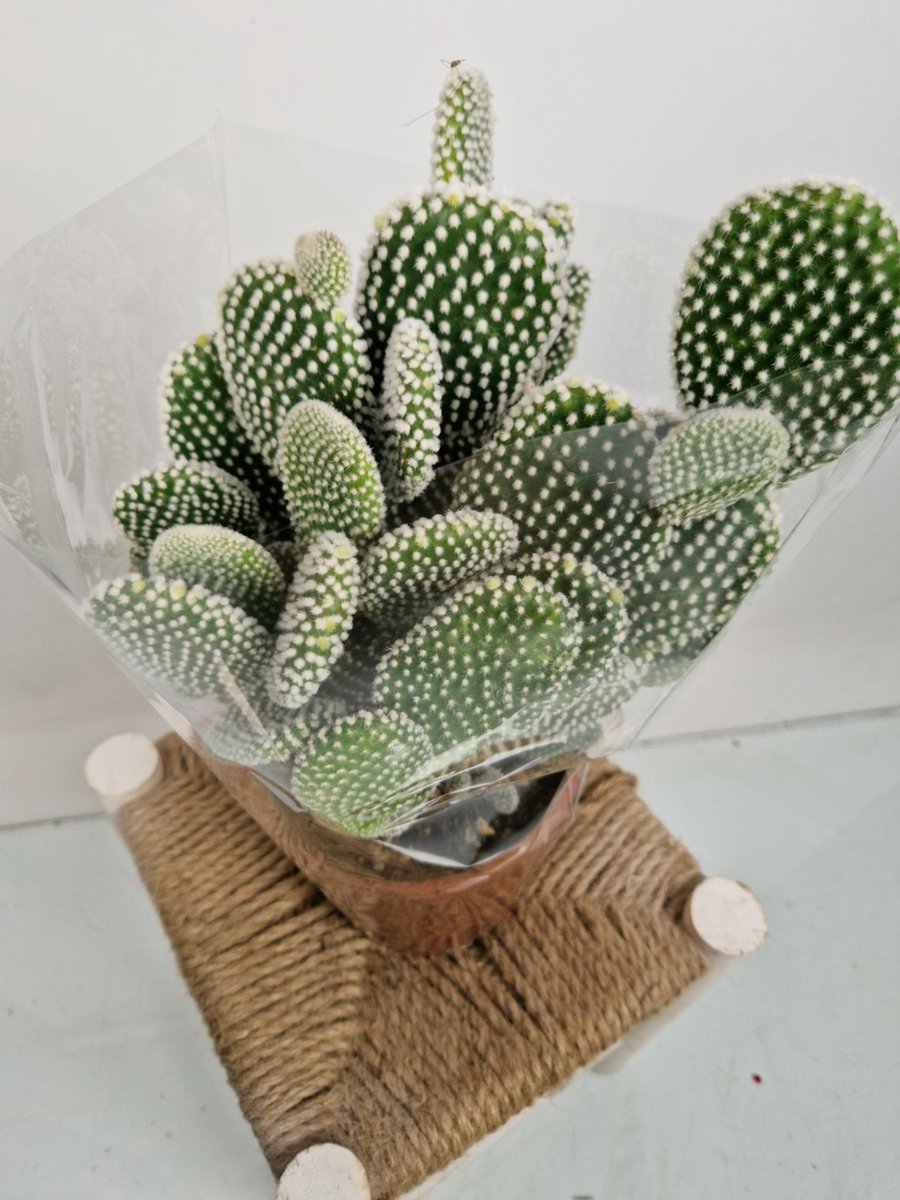 Merkloos Opuntia Microdasys Wit 'Alba' - Konijnenoor Cactus - Potmaat 17 Cm - Planthoogte 35 Cm - Plants By Suus