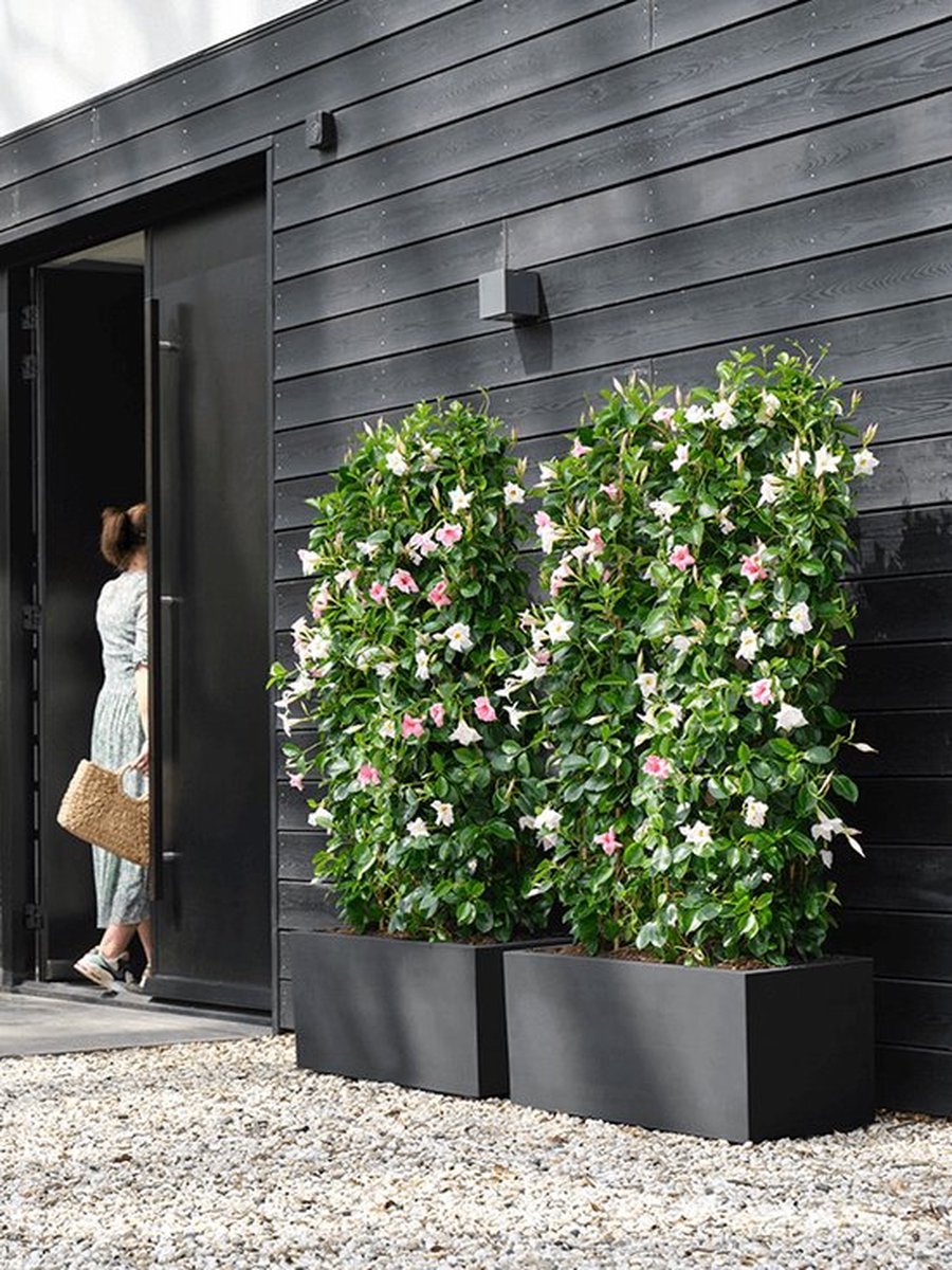 Elho Vivo Next Lang 60 - Bloempot Voor Binnen &amp; Buiten - Ø 59.0 X H 29.2 Cm - Zwart/Living Black