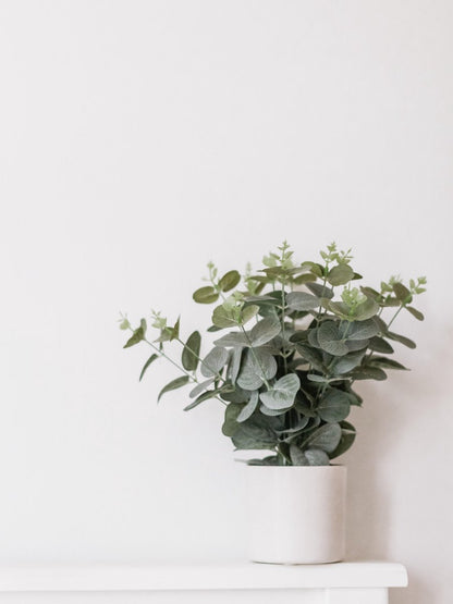  Eucalyptus Gunnii - Gomboom - Heester - Groenblijvend - ⌀17 Cm - 40-50 Cm