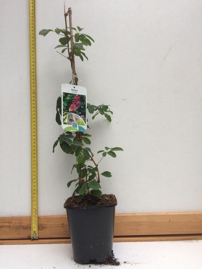  Akebia Quinata - Klimplant | Paars - Meerjarig En Groenblijvende Tuinplanten / Wintergroen - Bijnamen: Schijnaugurk / Klimbes | 1,5 Liter Pot