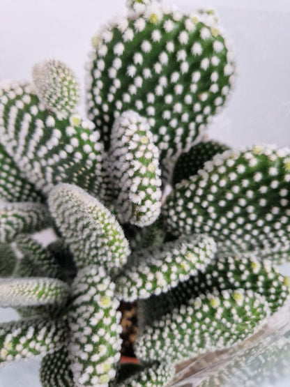 Merkloos Opuntia Microdasys Wit 'Alba' - Konijnenoor Cactus - Potmaat 17 Cm - Planthoogte 35 Cm - Plants By Suus