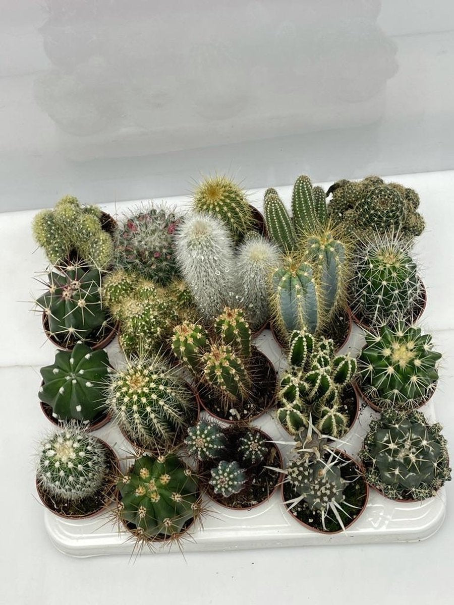  Cactus- Cactus Mix 20 Verschillende Soorten- 5.5cmØ- ± 6-10cm Hoog