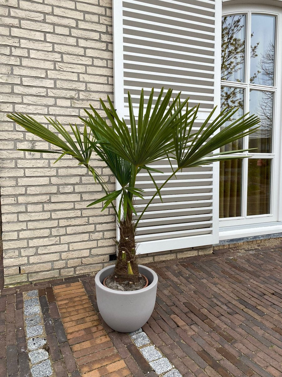  Winterharde Plamboom - Trachycarpus Fortunei 130cm