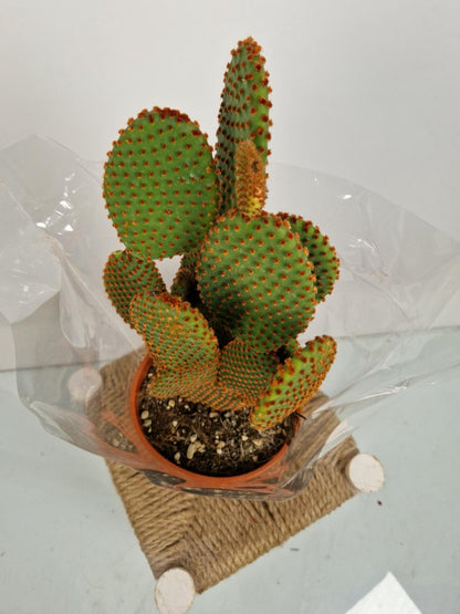 Merkloos Opuntia Microdasys - 'Konijnenoor Cactus' - Oranje 'Rufida' - Potmaat 17 Cm - Planthoogte 35 Cm - Plants By Suus