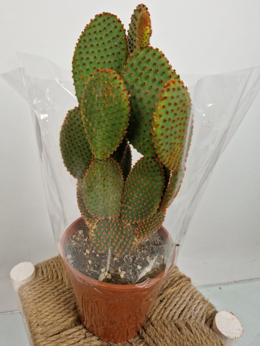 Merkloos Opuntia Microdasys - 'Konijnenoor Cactus' - Oranje 'Rufida' - Potmaat 17 Cm - Planthoogte 35 Cm - Plants By Suus