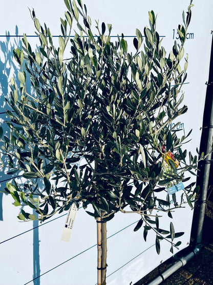  Sunnytree - Olijfboom Op Stam - Boom - Winterhard - Groenblijvend - Bol Op Stam - 160cm Hoog