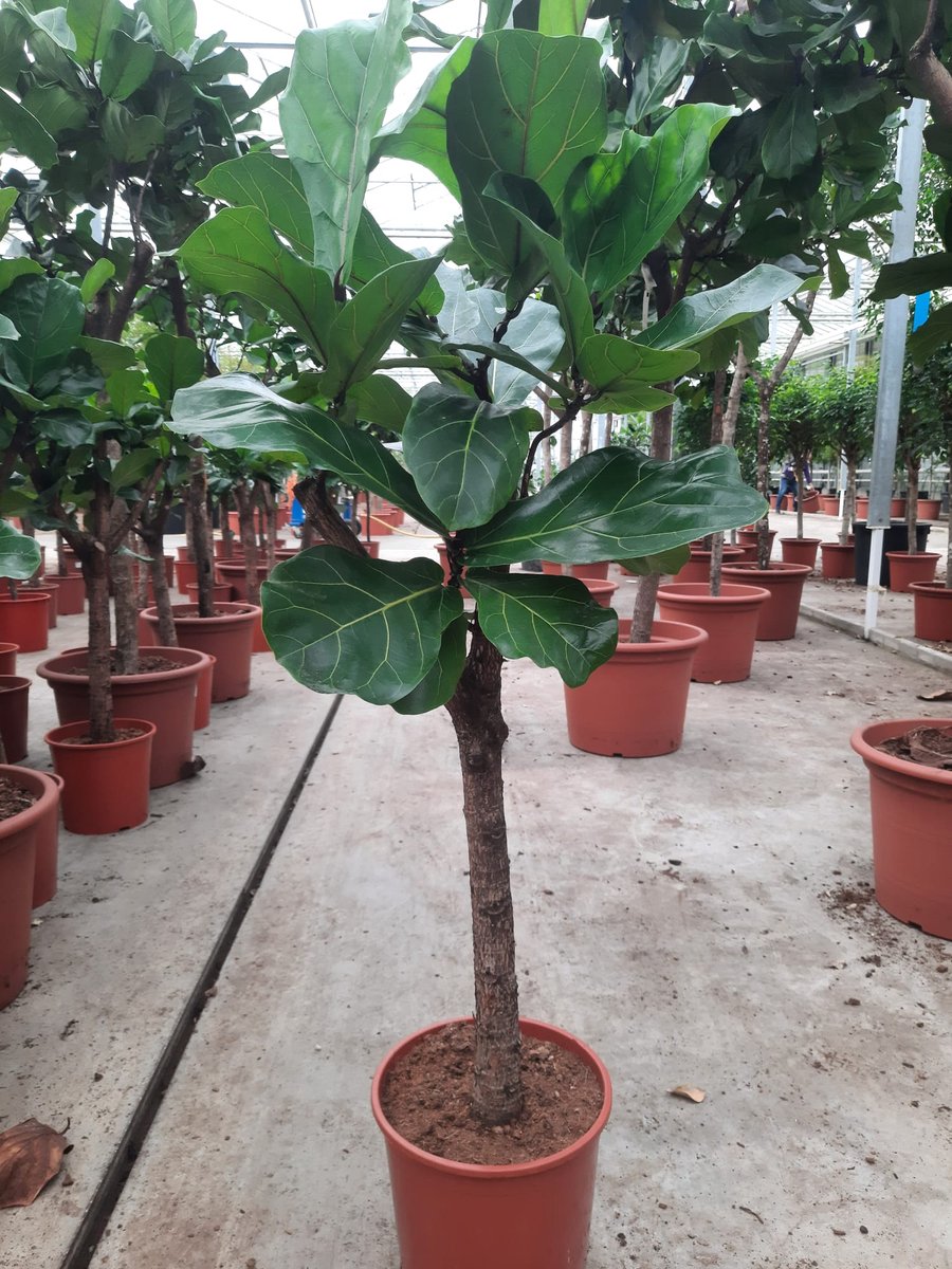  Ficus Lyrata Op Stam Van Wel 160 Cm. Tabaksplant Of Vioolbladplant , Gratis Thuisbezorgd.