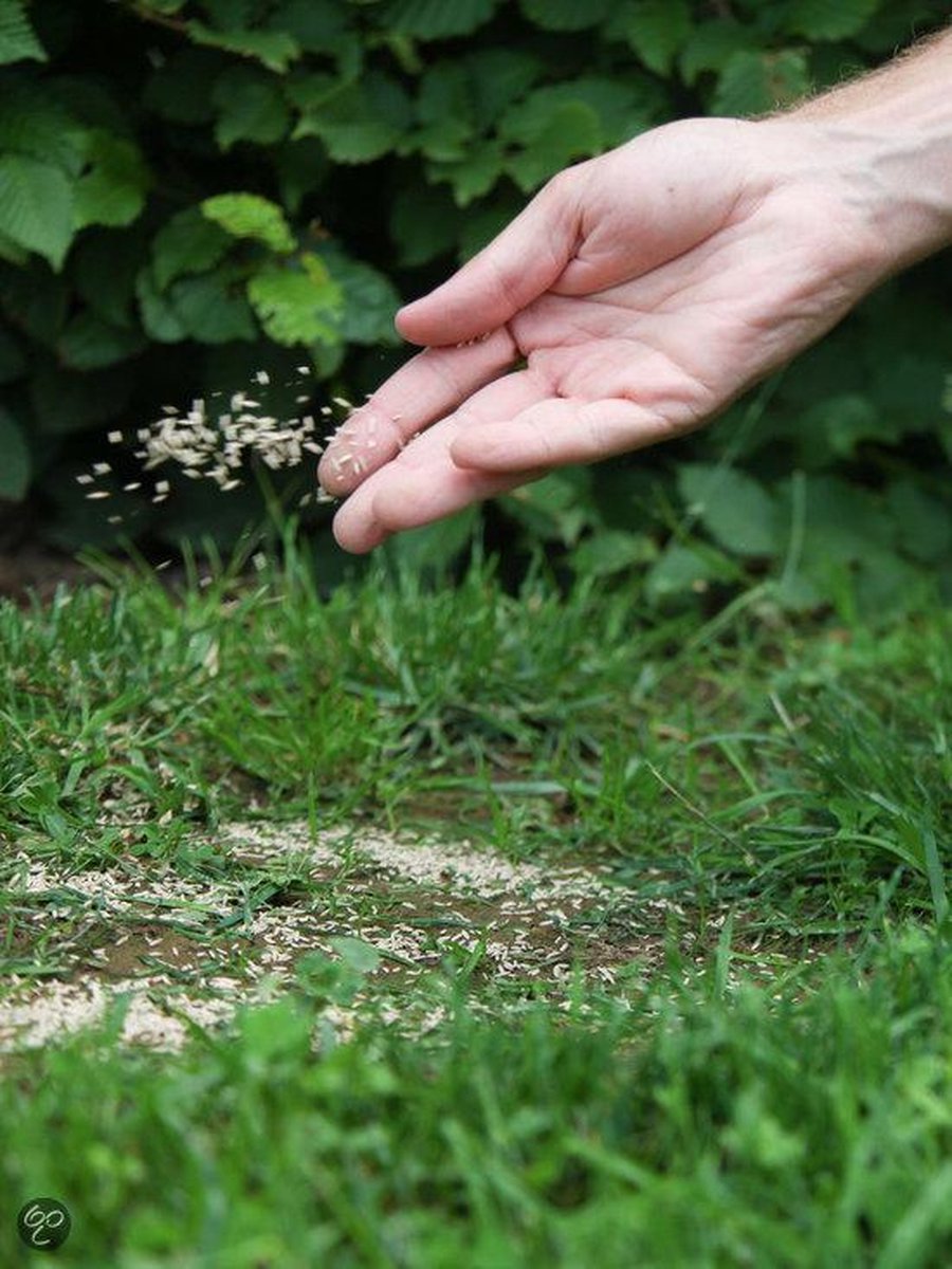  ECOstyle Graszaad Herstel Snelkiemend Gazon Gras – Herstelt Kale Plekken – Vogelwerende Coating – Geschikt Voor Zon- En Schaduw Gazons - Snelle Kieming – 20 – 30M² – 500 GR