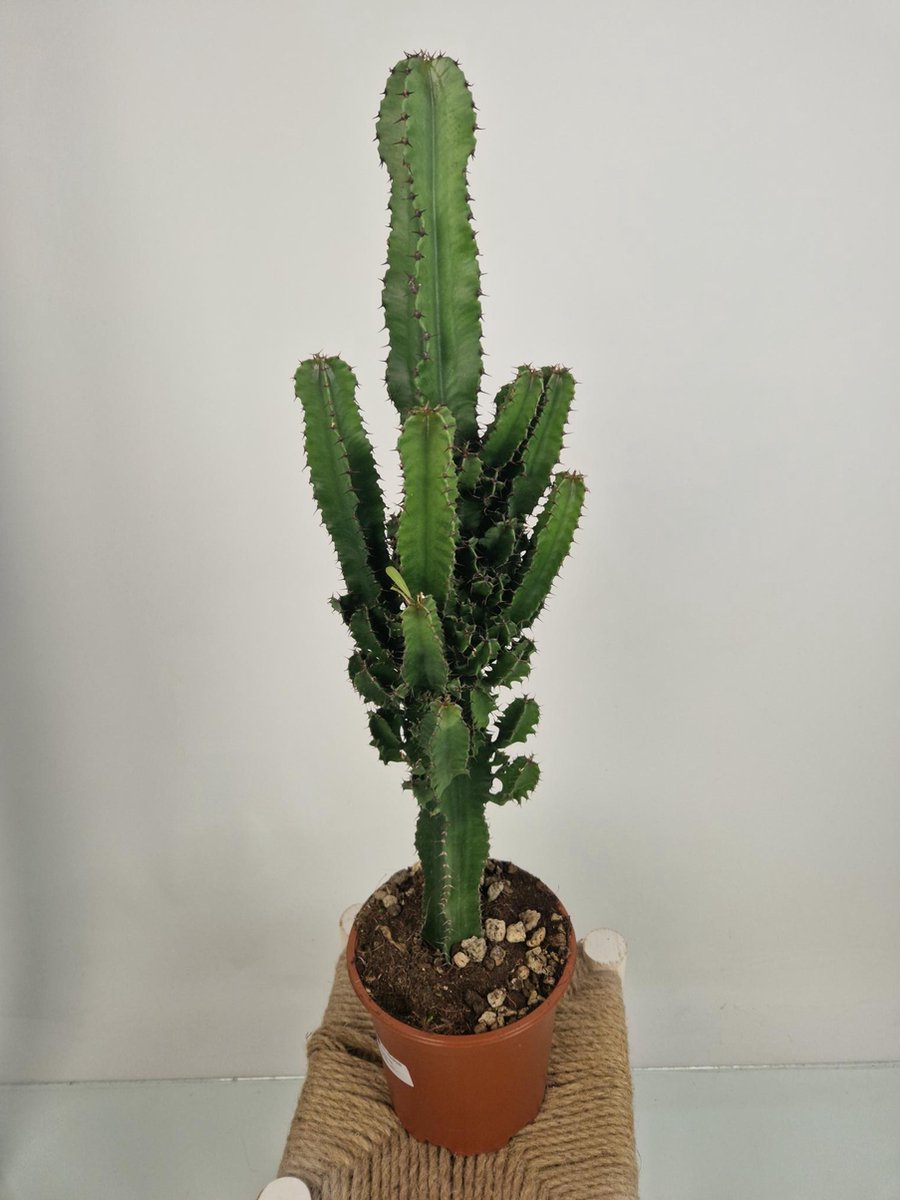 Merkloos Euphorbia Erytrea - Cowboy Cactus - Potmaat 19 Cm - Planthoogte 75 Cm Plants By Suus