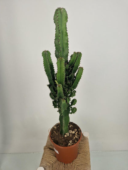 Merkloos Euphorbia Erytrea - Cowboy Cactus - Potmaat 19 Cm - Planthoogte 75 Cm Plants By Suus