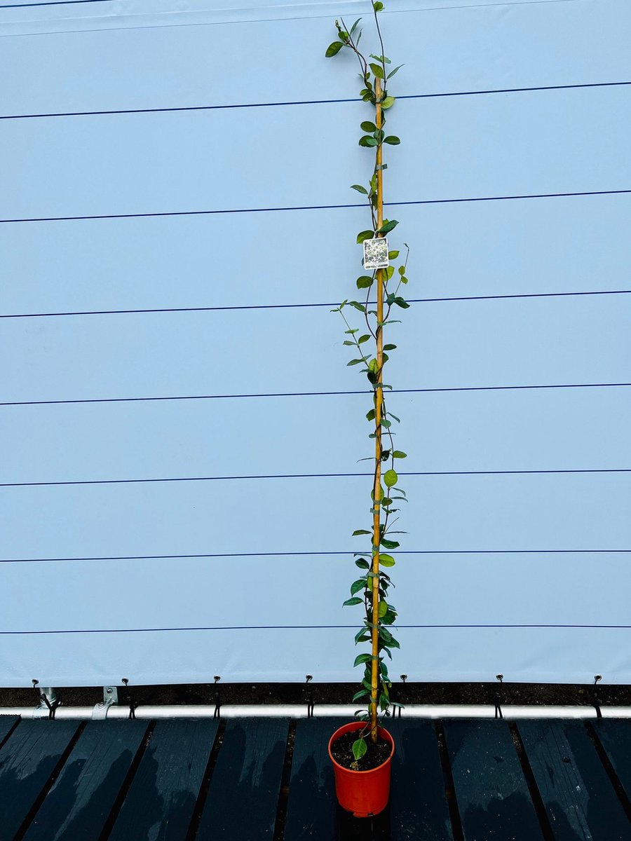 Toscaanse Jasmijn - Klimplant - Buitenplant - Winterhard - Trachelospermum Jasminoides 160 Cm