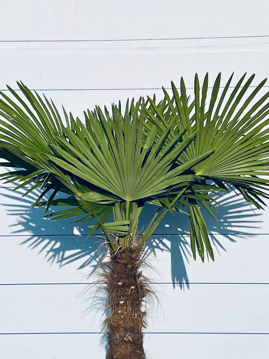  Sunnytree - Palmboom - Trachycarpus Fortunei - Winterharde Palmboom Voor Buiten - Hoogte: 160 Cm