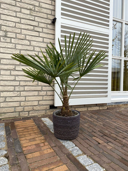  Winterharde Palmboom - Trachycarpus Fortunei 100cm