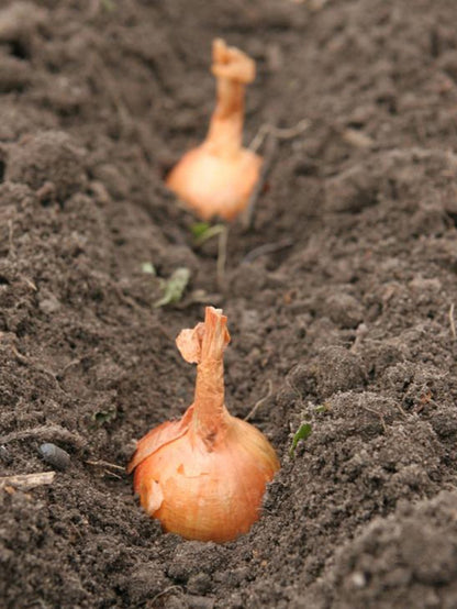  Plantui / Pootui 'Stuttgarter' - Maat 14/21 - 500 G (ca. 100 Stuks)
