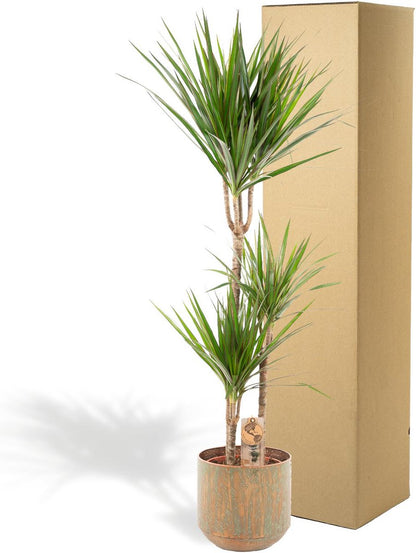 XXL Dracaena Marginata Met Pot - Drakenbloedboom - 120cm Hoog , 21Ø - Kamerplant