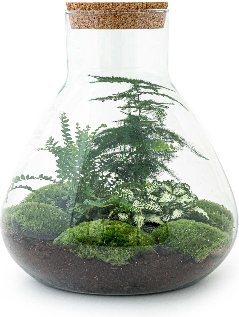  Mini-Ecosysteem | 35 Cm Hoog - Zelfvoorzienende Planten In Fles - Terrarium Met Kamerplanten Voor Binnen | Plant In Fles - Sam XL - Flessentuin