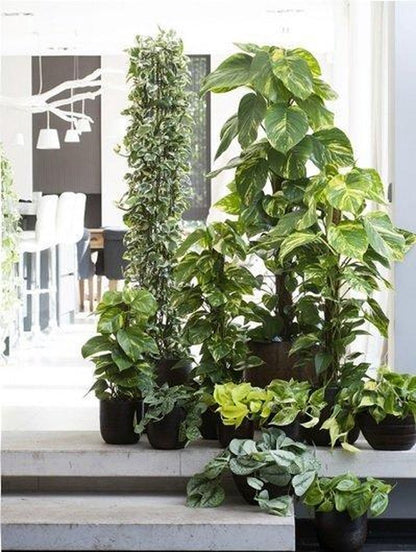  Scindapsus 'Marble Queen' | Drakenklimop