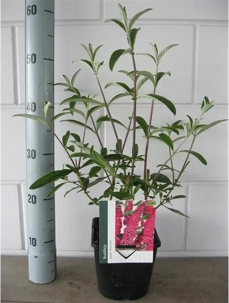  Buddleja Vlinderstruik Empire Blue - Blauwe Bloemen, Meerjarig En Winterhard | Vlinderplant / Vlinderstruiken - Aantrekkelijk Voor De Vlinder | 1.5 Liter Pot