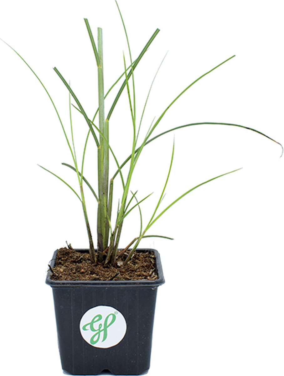 GP 12 X Prachtriet Gracillimus - Winterhard Siergras - Miscanthus Sinensis 'Gracillimus' In 9x9cm Pot Met Hoogte 5-10cm