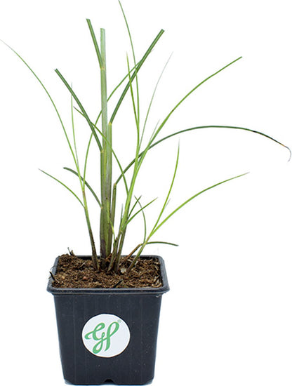 GP 12 X Prachtriet Gracillimus - Winterhard Siergras - Miscanthus Sinensis 'Gracillimus' In 9x9cm Pot Met Hoogte 5-10cm