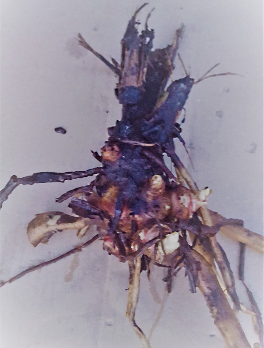  Yacon Broedknollen 3 Stuks