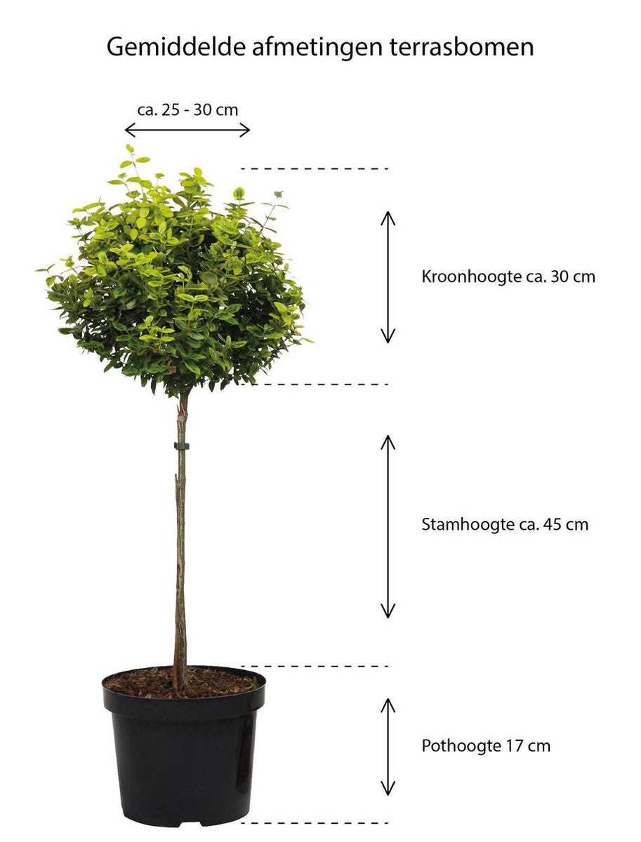 Merkloos Magnolia Susan Op Stam - Totale Hoogte 85 Cm
