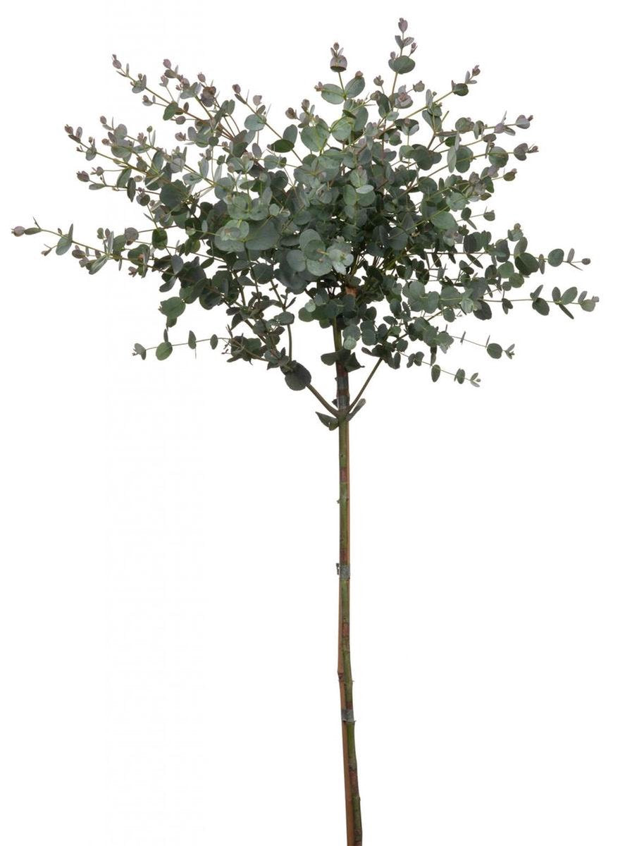 Merkloos Eucalyptus Op Stam - Eucalyptus Gunnii (Cidergomboom) - Totale Hoogte 85cm